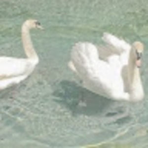 Meet your Posher, Abbey